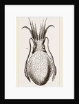 Officinal Cuttle-fish by Anonymous