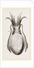 Officinal Cuttle-fish by Anonymous