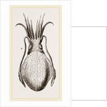 Officinal Cuttle-fish by Anonymous