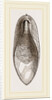 Internal Shell of Cuttle-fish by Anonymous