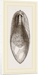 Internal Shell of Cuttle-fish by Anonymous