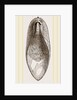 Internal Shell of Cuttle-fish by Anonymous