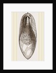 Internal Shell of Cuttle-fish by Anonymous