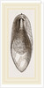 Internal Shell of Cuttle-fish by Anonymous