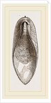 Internal Shell of Cuttle-fish by Anonymous