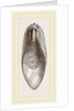 Internal Shell of Cuttle-fish by Anonymous