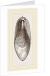 Internal Shell of Cuttle-fish by Anonymous