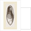 Internal Shell of Cuttle-fish by Anonymous