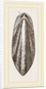 Internal Shell of Cuttle-fish by Anonymous