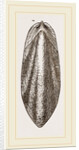 Internal Shell of Cuttle-fish by Anonymous