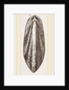Internal Shell of Cuttle-fish by Anonymous