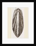 Internal Shell of Cuttle-fish by Anonymous