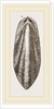 Internal Shell of Cuttle-fish by Anonymous