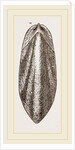 Internal Shell of Cuttle-fish by Anonymous