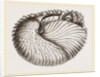 Arognaut in its shell by Anonymous