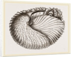 Arognaut in its shell by Anonymous