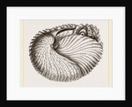 Arognaut in its shell by Anonymous
