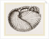 Arognaut in its shell by Anonymous
