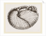 Arognaut in its shell by Anonymous