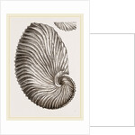 Shell of Argonaut by Anonymous