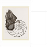 Pearly Nautilus by Anonymous