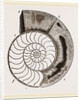 Shell of Ammonite by Anonymous
