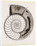 Shell of Ammonite by Anonymous