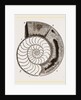 Shell of Ammonite by Anonymous