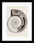 Shell of Ammonite by Anonymous