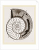 Shell of Ammonite by Anonymous