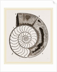 Shell of Ammonite by Anonymous