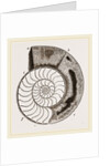 Shell of Ammonite by Anonymous