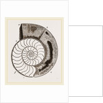 Shell of Ammonite by Anonymous