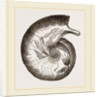 Ammonite by Anonymous