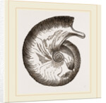 Ammonite by Anonymous