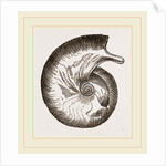 Ammonite by Anonymous