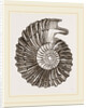 Ammonite by Anonymous