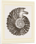 Ammonite by Anonymous