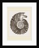 Ammonite by Anonymous