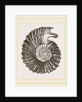Ammonite by Anonymous