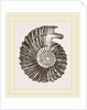 Ammonite by Anonymous