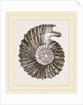 Ammonite by Anonymous