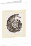 Ammonite by Anonymous