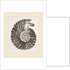 Ammonite by Anonymous