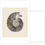 Ammonite by Anonymous