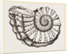Ammonite Mouth imperfect by Anonymous