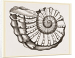 Ammonite Mouth imperfect by Anonymous