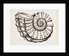 Ammonite Mouth imperfect by Anonymous