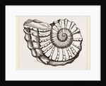 Ammonite Mouth imperfect by Anonymous