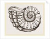 Ammonite Mouth imperfect by Anonymous